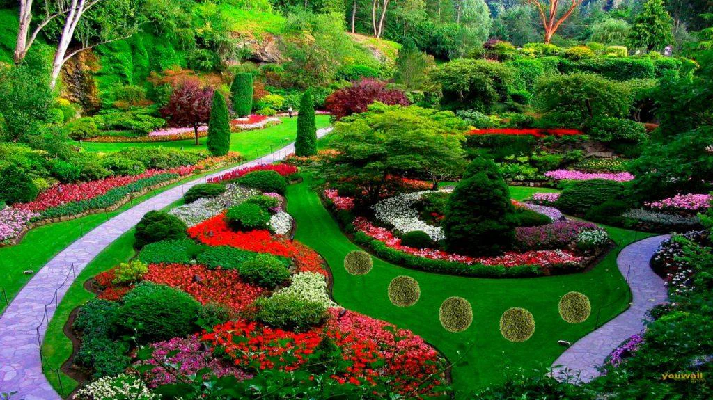 Plante Ornamentale: Frumusetea Naturala in Gradina si Interior