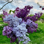 Liliac: Misticismul și Frumusețea unei Plante Fascinante