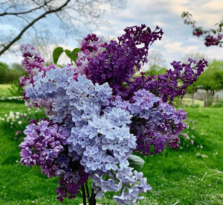 Liliac: Misticismul și Frumusețea unei Plante Fascinante
