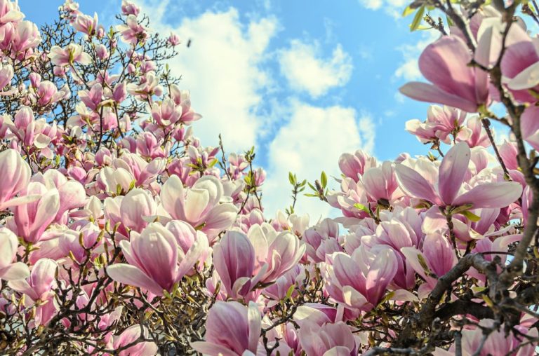Magnolie Copac: Eleganta Arborelui Florilor Frumoase