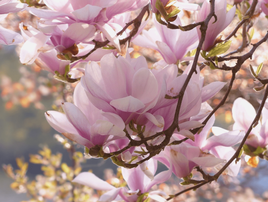 magnolie copac