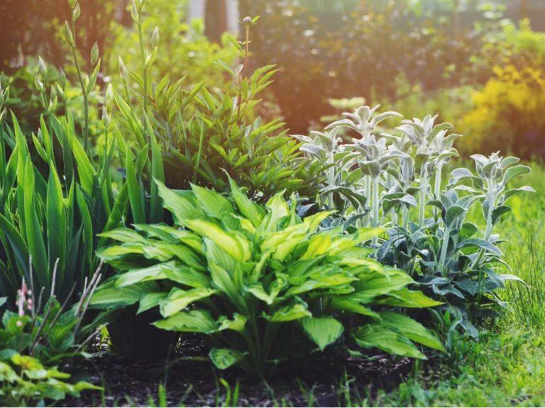 Cele mai bune plante perene pentru gradina ta